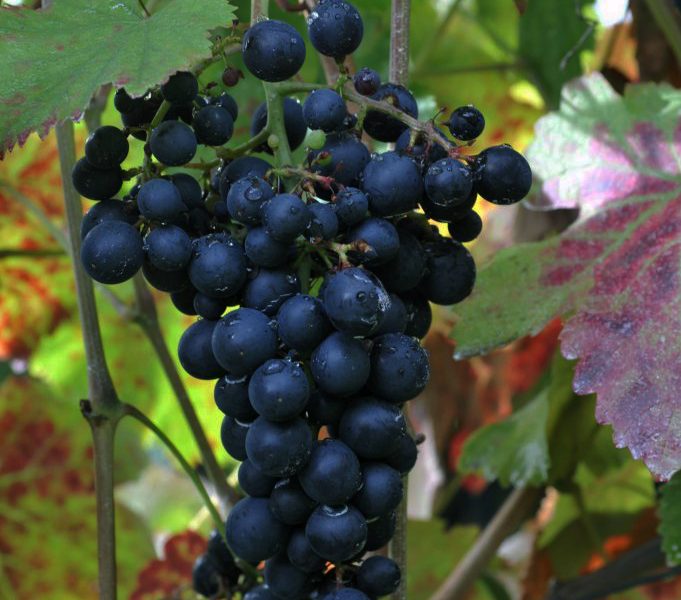 Tinta-Negra-grape