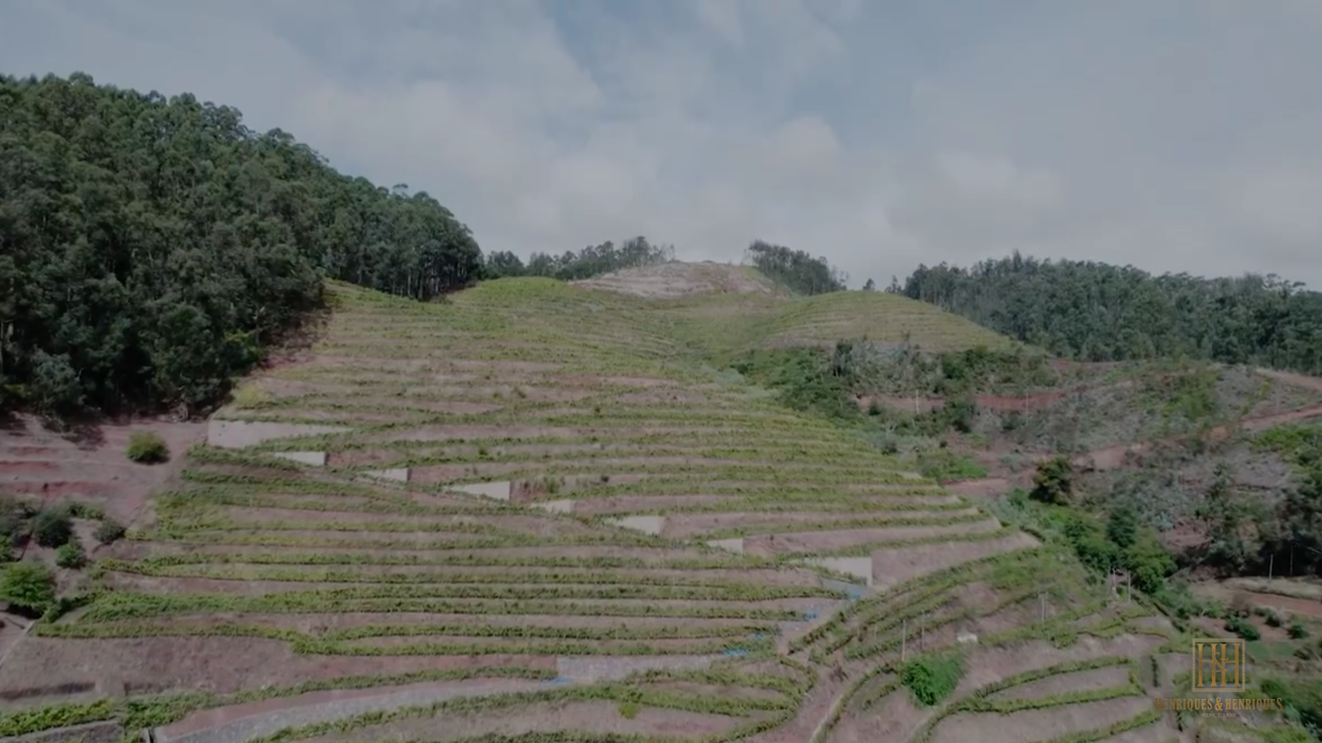 vinhedos Quinta grande_v2