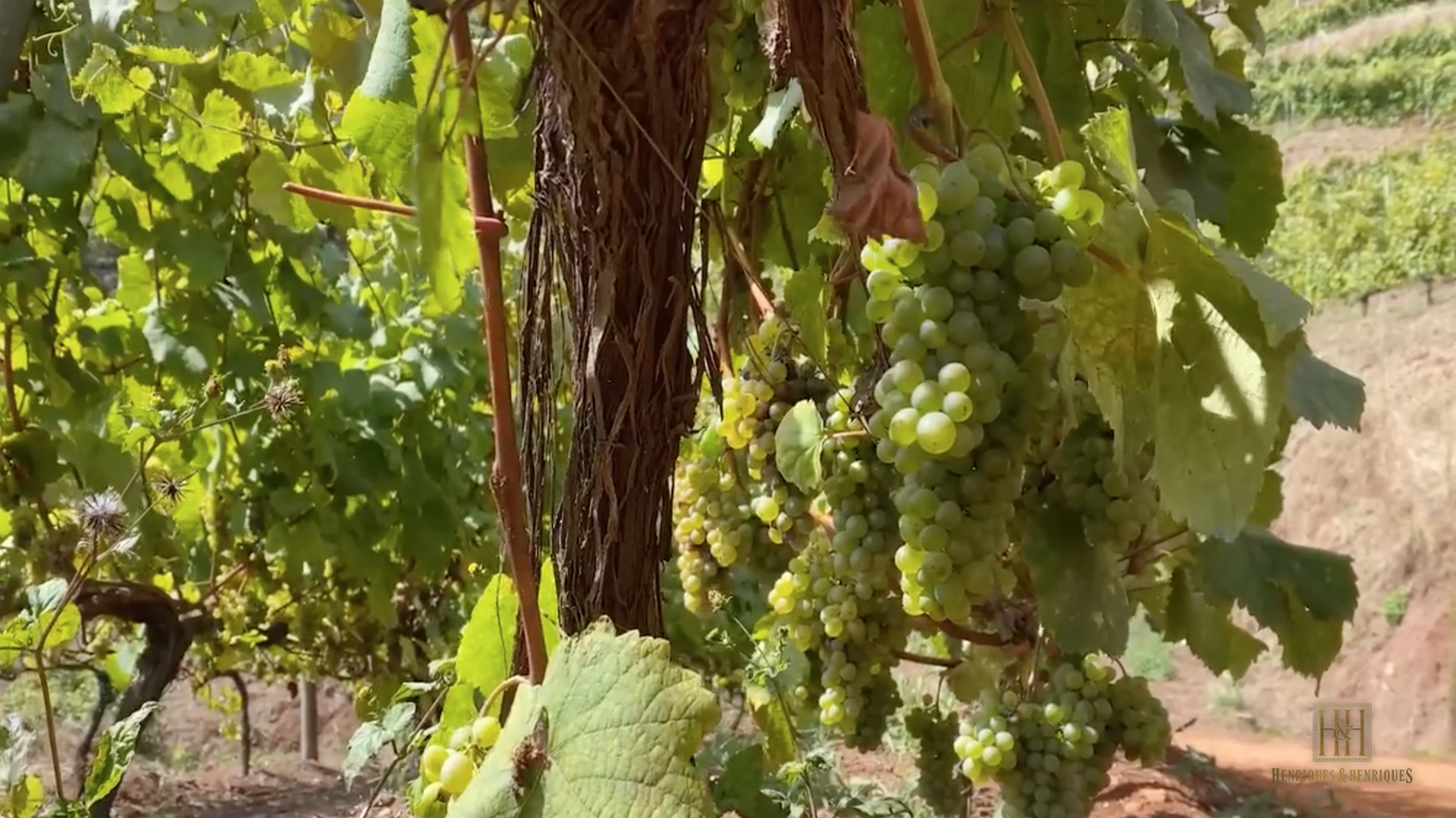 vinhedos Quinta grande_v3