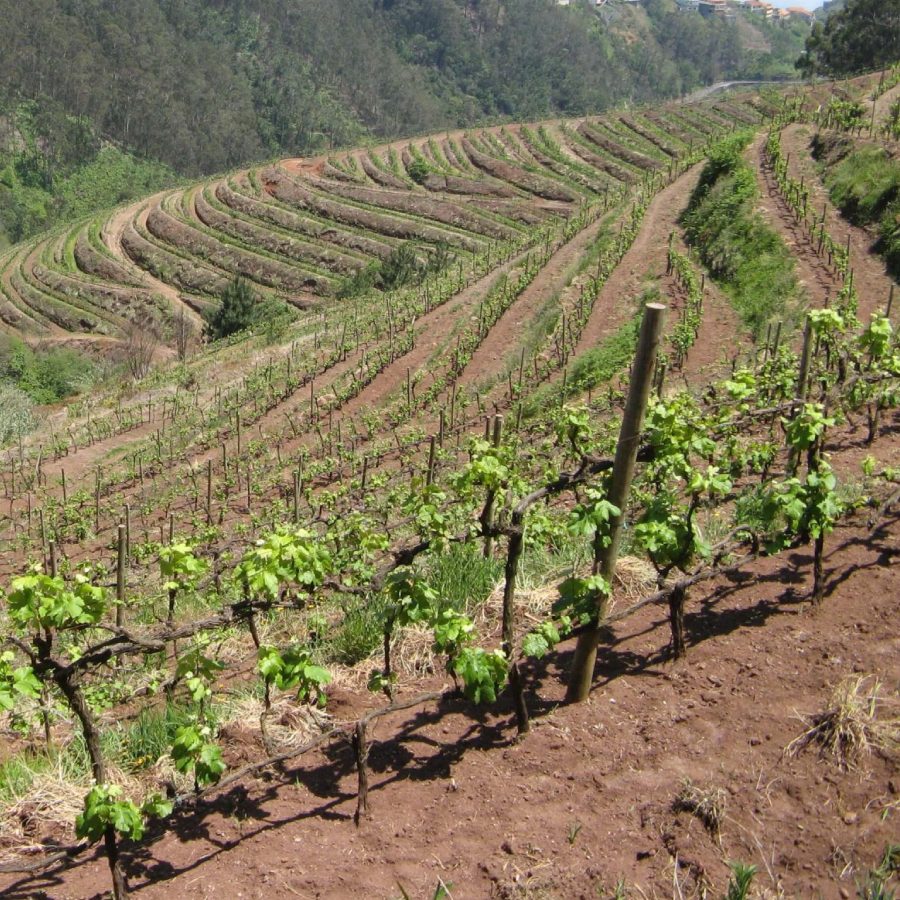 Madeira Wine
